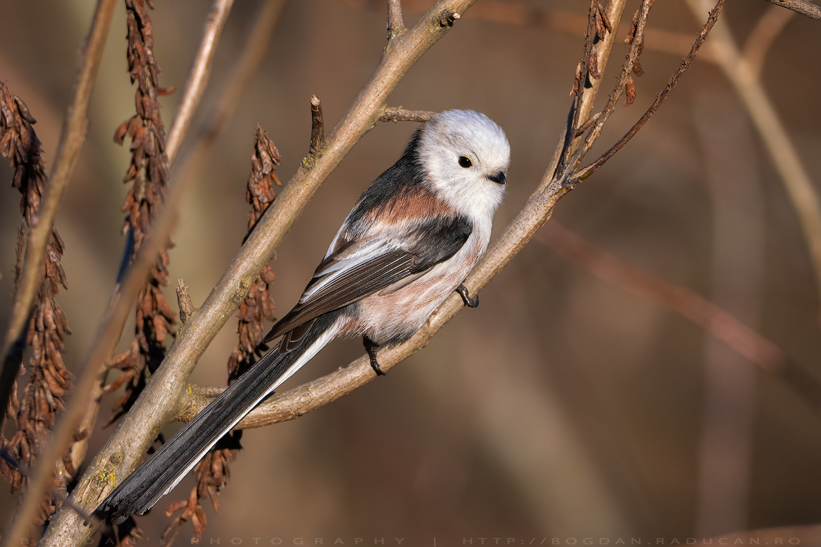 Pitigoi codat / Long-tailed tit (Aegithalos caudatus)